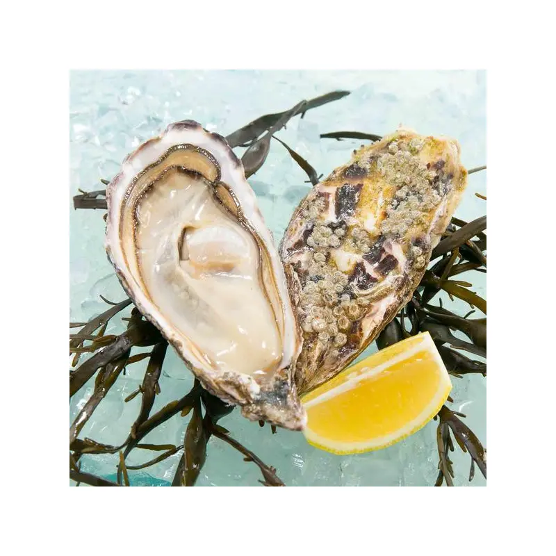 SAINT KERBER French Fine de Claire Oyster (TTG)  (1pc)