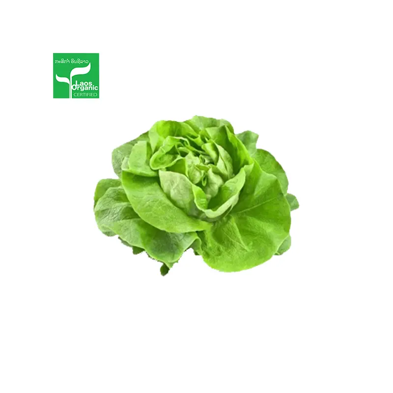 Organic Butterhead Salad 500g