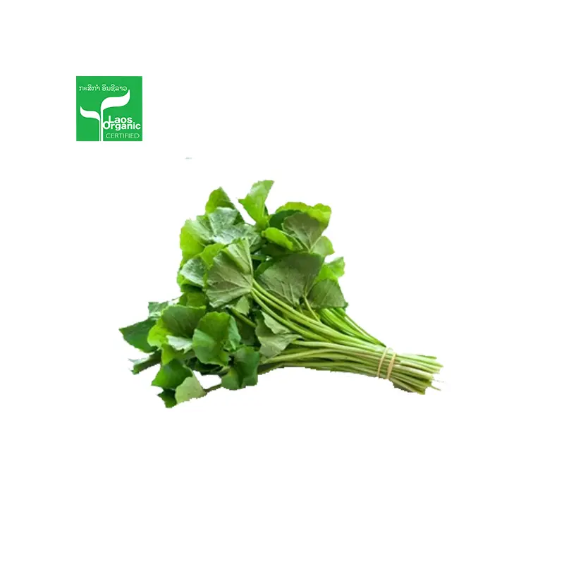 Organic Gotu Kola 0.5kg