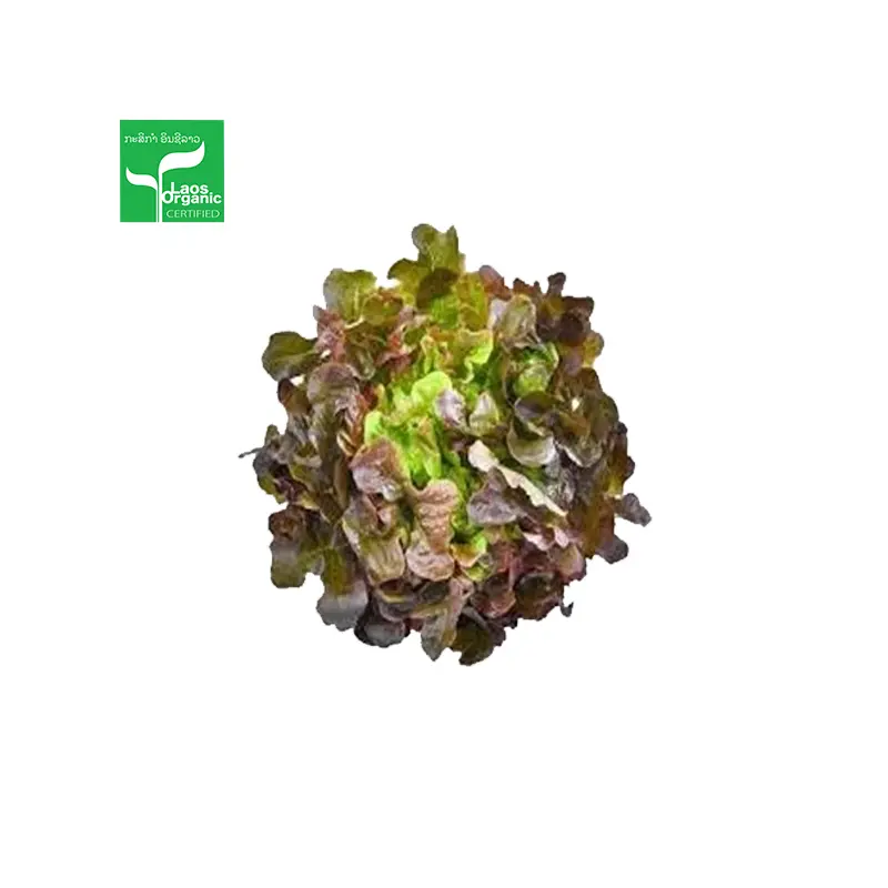 Organic Red Oak Salad 0.5kg