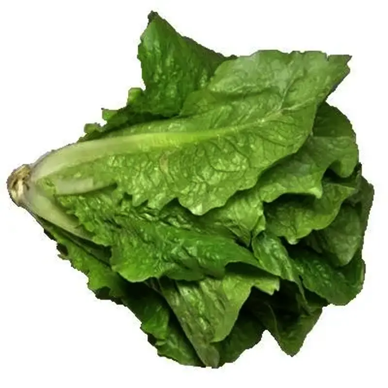 Fresh Romaine Lettuce - Crisp Caesar Salad Greens 0.5kg