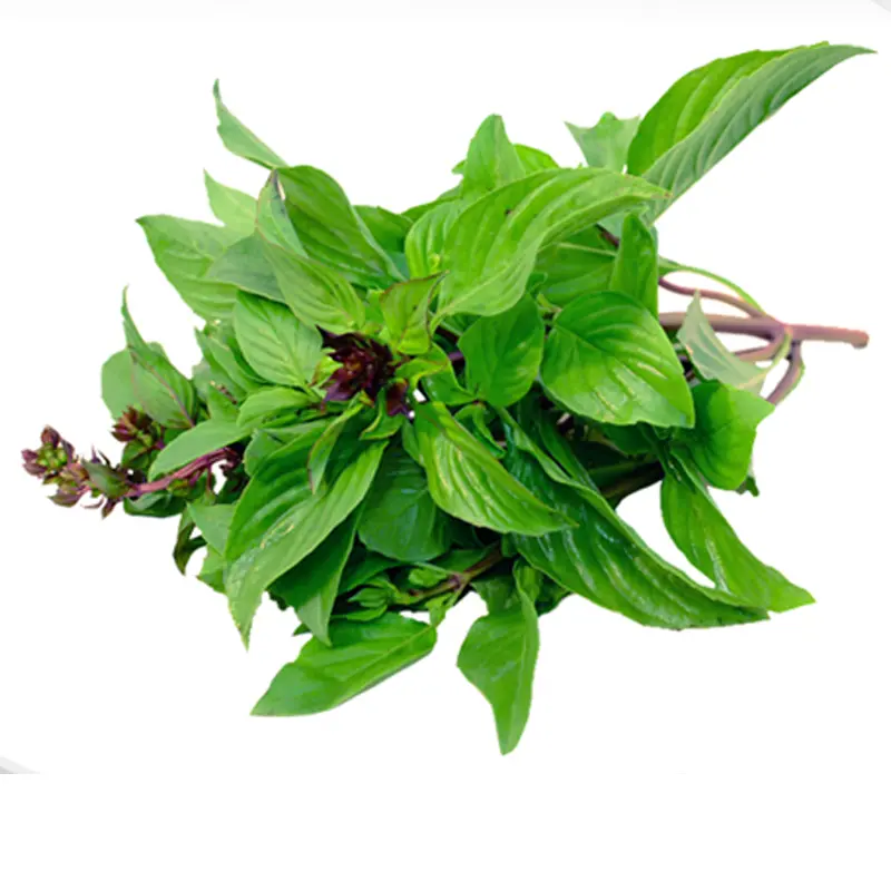 Sweet Basil by bundle