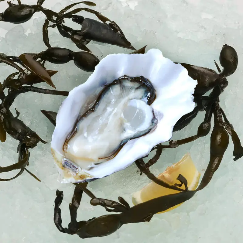 Australian Coffin Bay Oyster  (1pc)