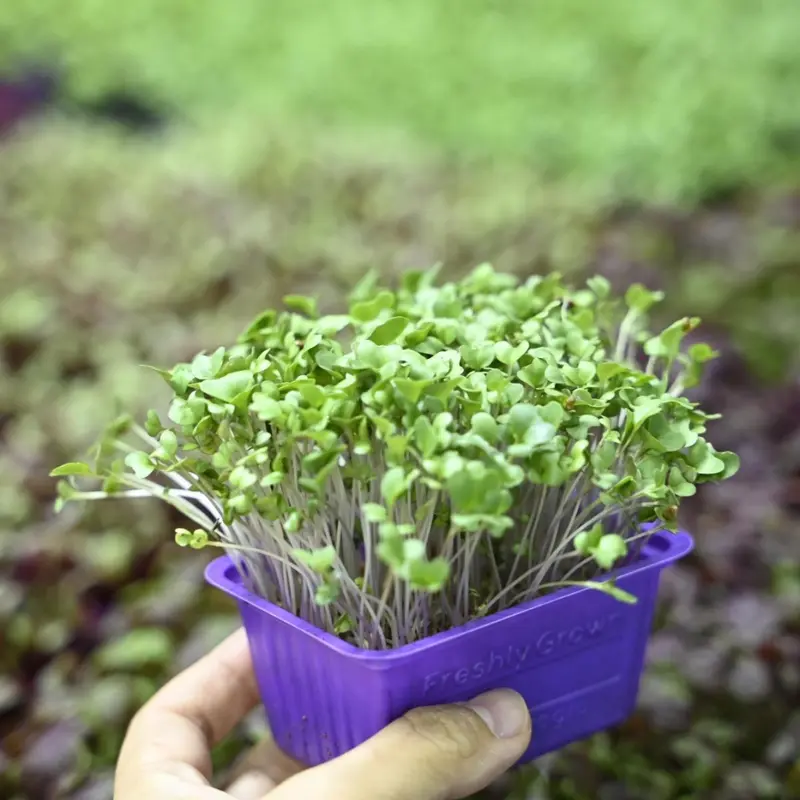 Local Farm "Hydrogro" Microgreens & Edible Flowers Appreciation Workshop [super e-gold Exclusive]