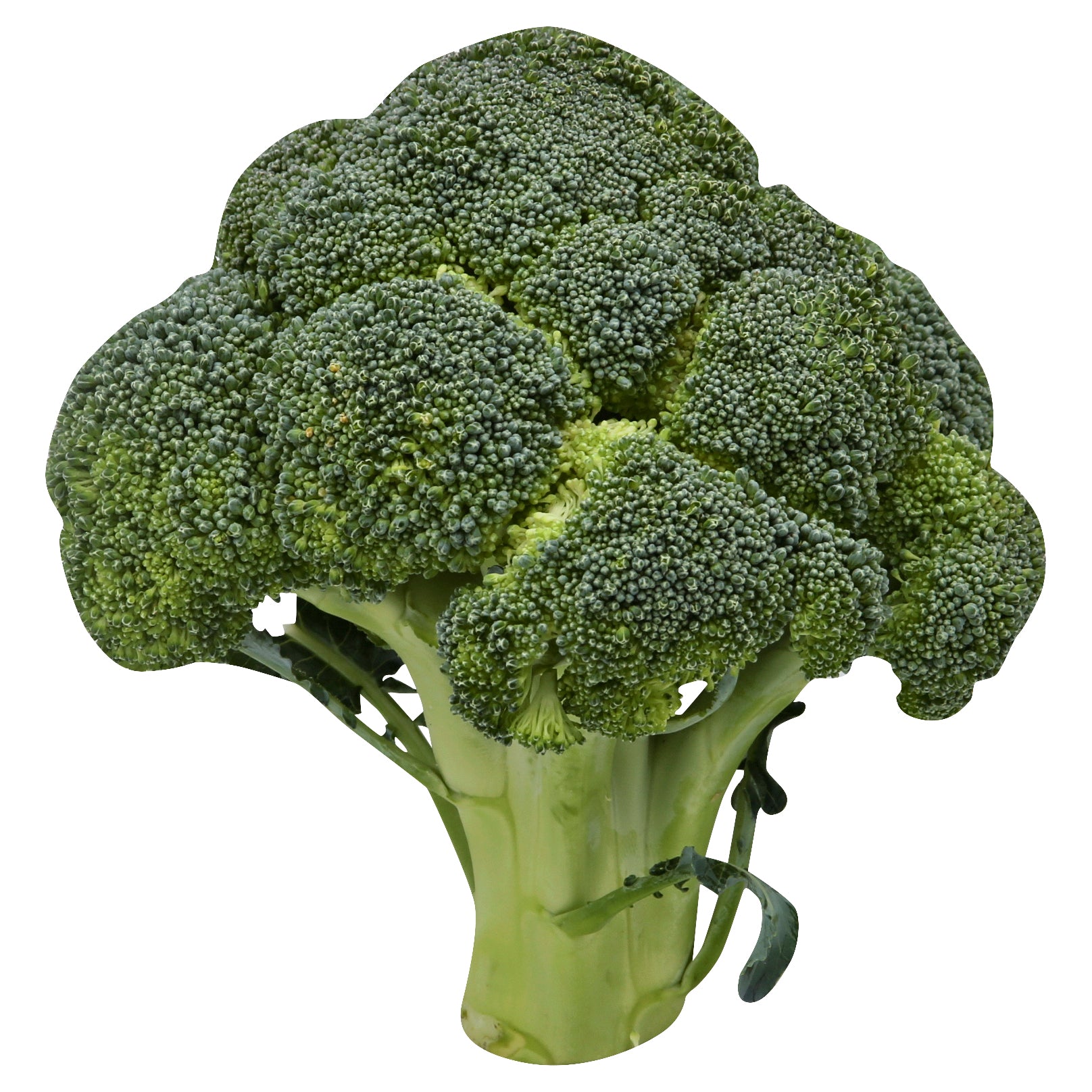 Organic Broccolini
