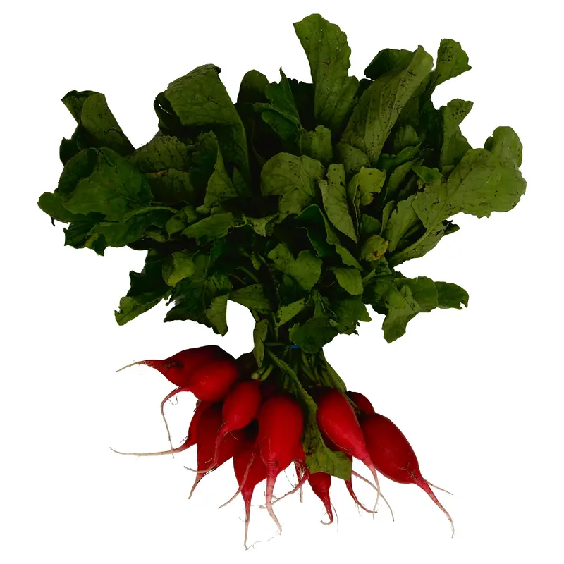 Red Radish - Bunch