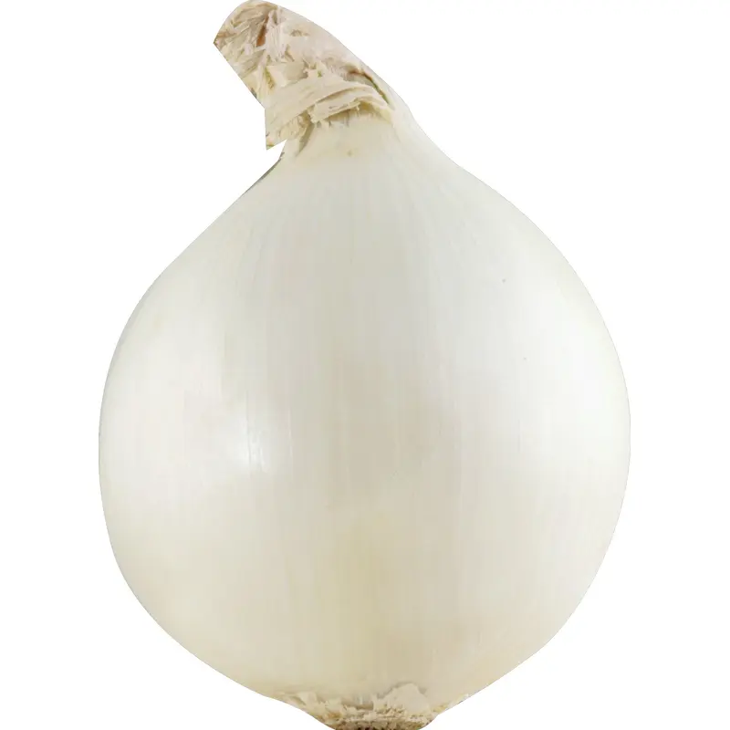 White Onion