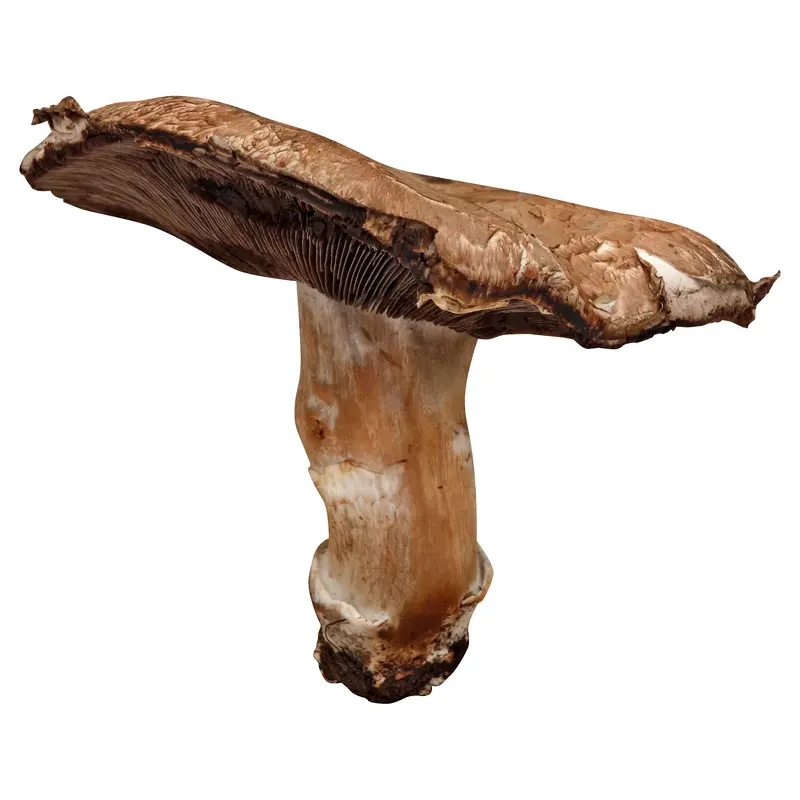 Organic Caps Portabella Mushroom